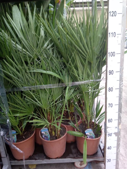 <h4>Chamaerops humilis</h4>