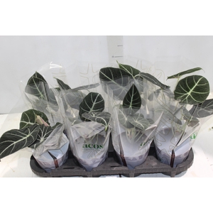 ALOCASIA BLACK P12