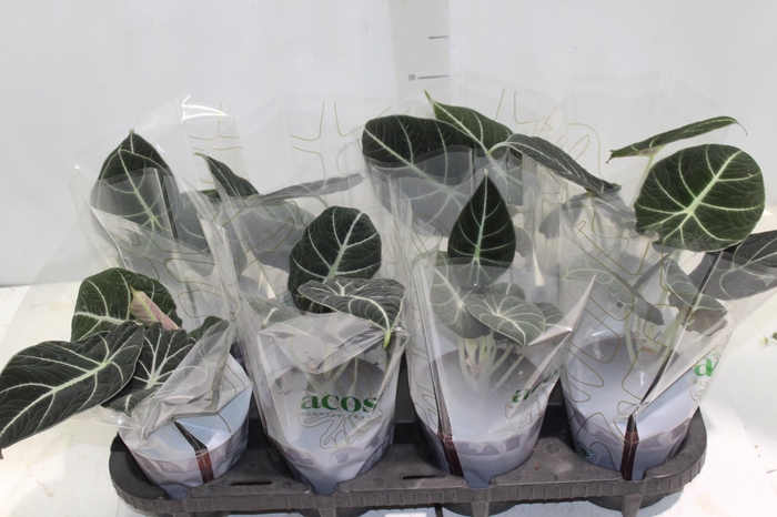 <h4>ALOCASIA BLACK P12</h4>