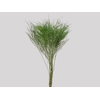 FOLH ASP VASSOURINHA 050 CM