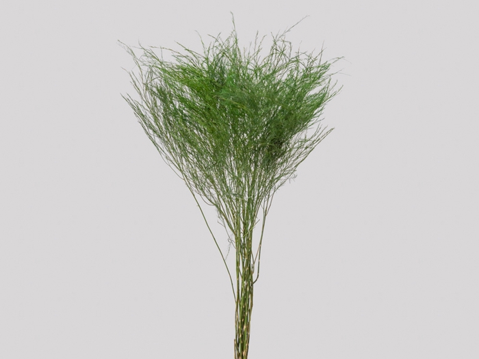 FOLH ASP VASSOURINHA 050 CM