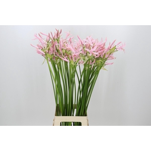 Nerine Sofie Artistiek