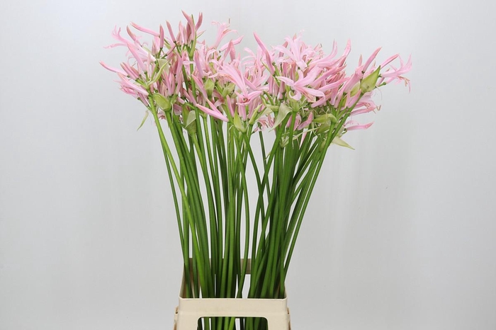 <h4>Nerine Sofie Artistiek</h4>