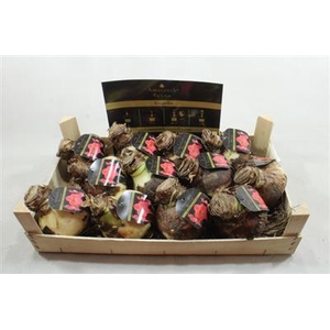 AM BOL SWEET CREAM 34/36   ETIKET