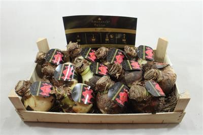 <h4>AM BOL SWEET CREAM 34/36+ ETIKET !!</h4>