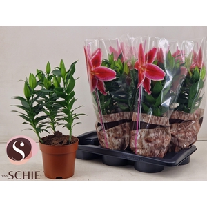 LIL OR STARLIGHT EXP