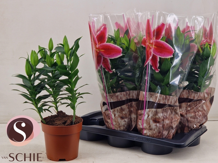 <h4>LIL OR STARLIGHT EXP</h4>