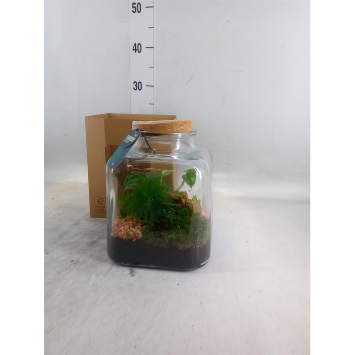 <h4>Arr.    Planten  H%</h4>