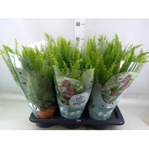 Nephrolepis exal. 'Green Lady'