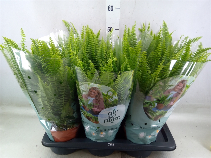 <h4>Nephrolepis exal. 'Green Lady'</h4>