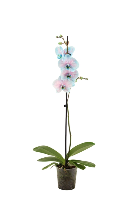 <h4>Phal I Am Bubblegum 1T9+ (24 uur levertijd)</h4>