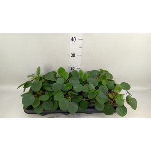 Pilea peperomioides