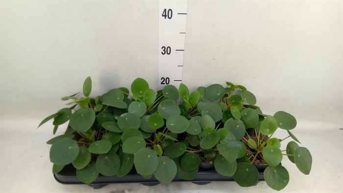 <h4>Pilea peperomioides</h4>
