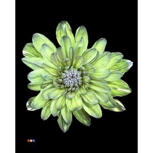 Chr T 2 Kl Baltica Polar Light