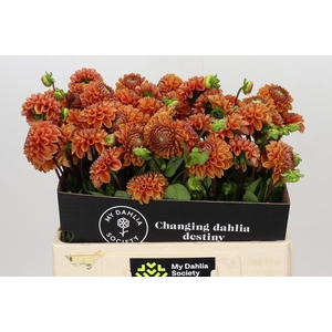 Dahlia Cornel Bronze