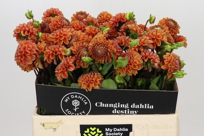 <h4>Dahlia Cornel Bronze</h4>
