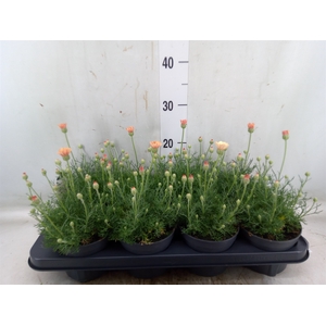 Rhodanthemum hosm. 'Zagora Orange'