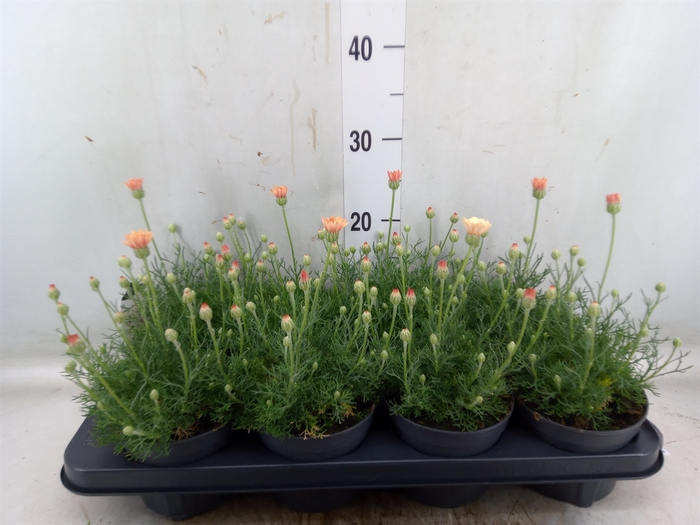 <h4>Rhodanthemum hosm. 'Zagora Orange'</h4>
