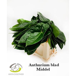 ANTH OV BL middel