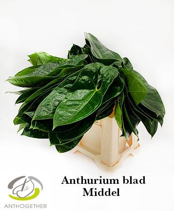 <h4>Anthurium Blad</h4>