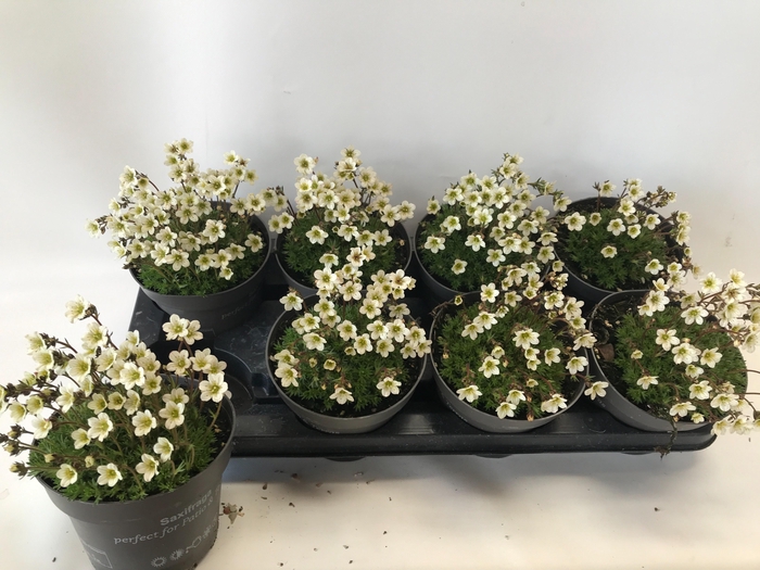 <h4>SAXIF AR TOUR WHITE</h4>