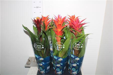 <h4>Guzm Gem 3 Srt</h4>