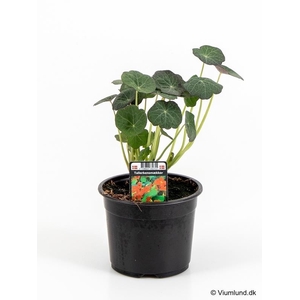 TROPAEOLUM MAJUS P10