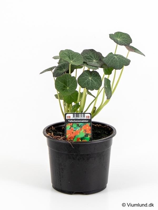<h4>TROPAEOLUM MAJUS P10</h4>