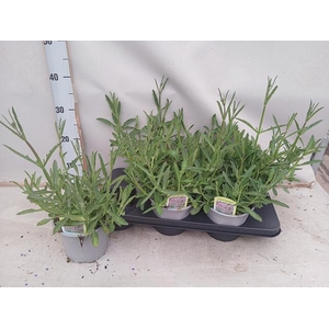 VERBE BONARIENSIS