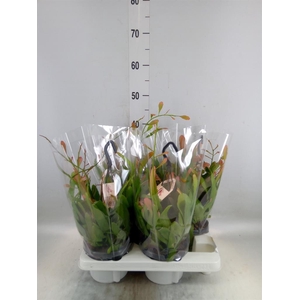 Rhipsalis   ...