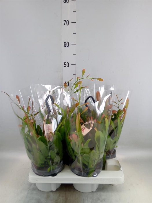 <h4>Rhipsalis   ...</h4>