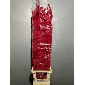 Betula Flocked Red 70cm