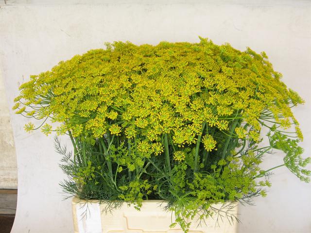 ANET GRAVEOLENS