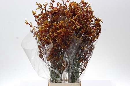 <h4>Anigoz Gold Fever 90cm</h4>