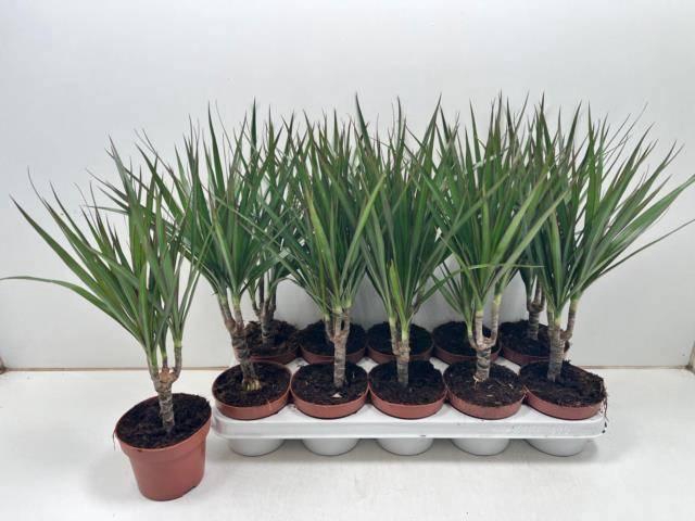 <h4>DRA MARGINATA</h4>