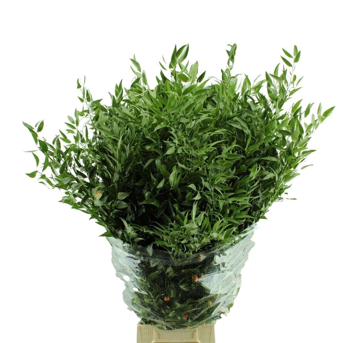 <h4>Ruscus aculeatus per bos</h4>