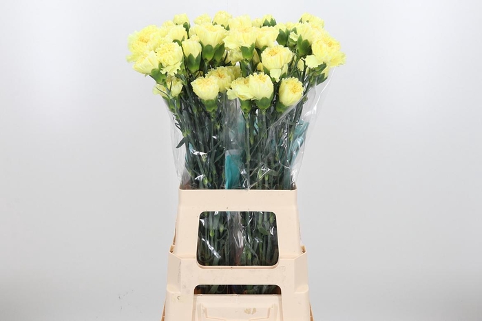 <h4>Di St Yellowstone</h4>