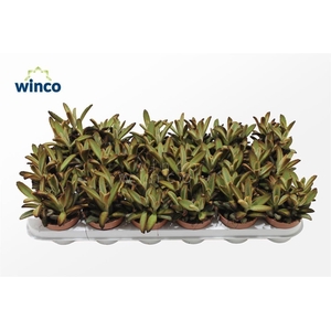 Kalanchoe Chocolate Soldier