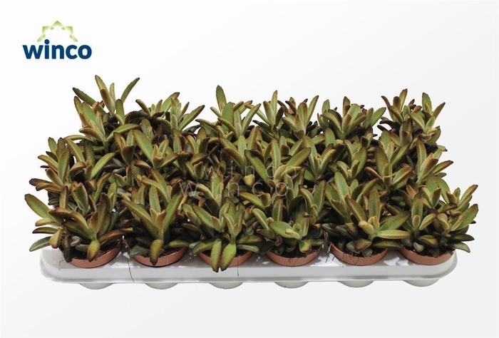 Kalanchoe Chocolate Soldier