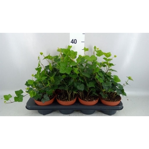 Hedera hibernica