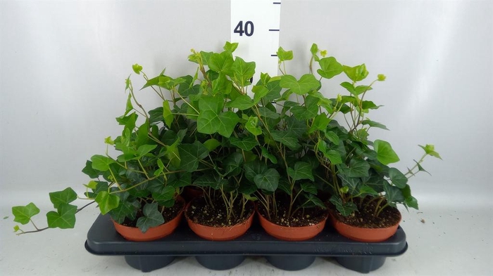 <h4>Hedera hibernica</h4>