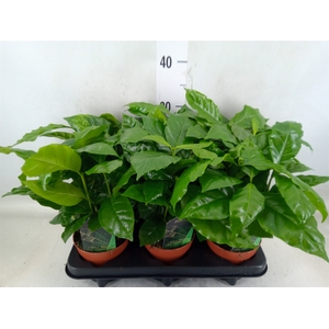 Coffea arabica