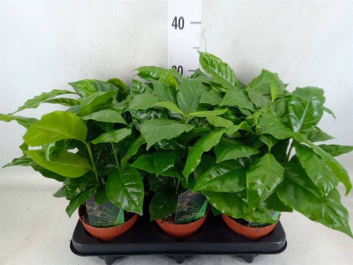 <h4>Coffea arabica</h4>