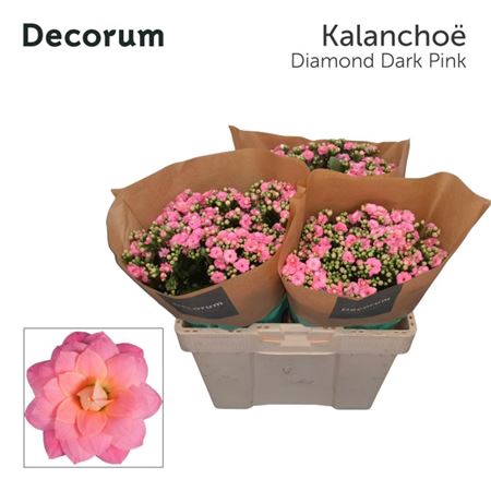 <h4>Kal Diamond Dark Pin Decorum</h4>