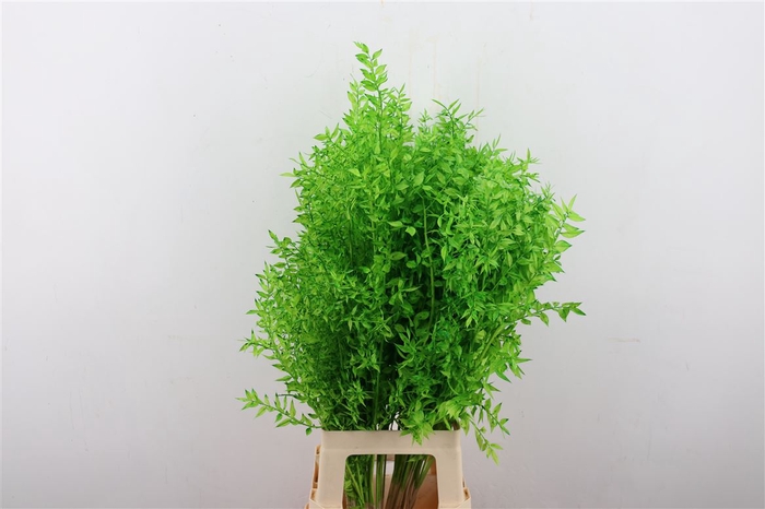 Pres Ruscus Green P Stem