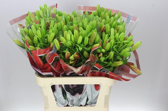 <h4>Lil La Corleone</h4>