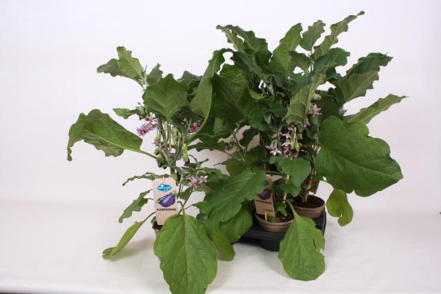 Aubergine (Solanum melongena) 14Ø 65cm