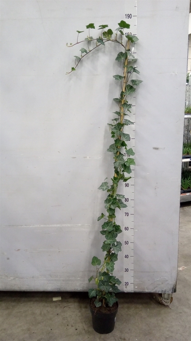<h4>Hedera hibernica</h4>