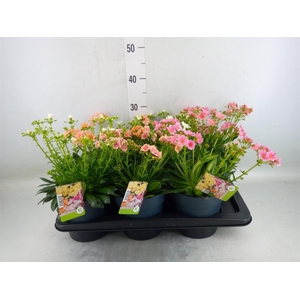 Lewisia  'Mountain Dreams'   ...mix