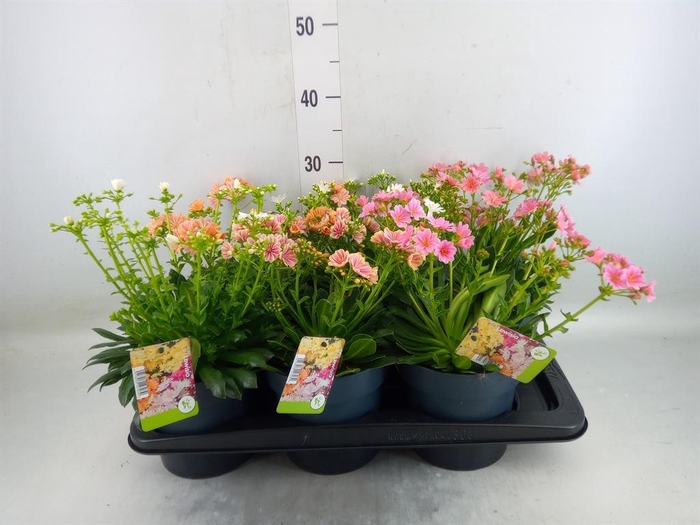 <h4>Lewisia  'Mountain Dreams'   ...mix</h4>
